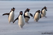 southern rockhopper penguin, Falkland Islands
