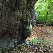 Naturpark Wildeshausener Geest