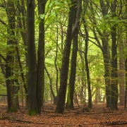 Naturpark Wildeshausener Geest