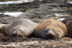 Southern elephant seal, Falkland Islands