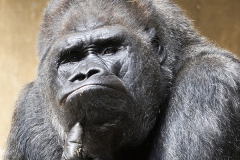 Gorilla