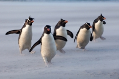 southern rockhopper penguin, Falkland Islands