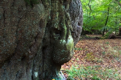 Naturpark Wildeshausener Geest