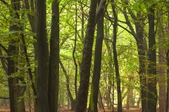 Naturpark Wildeshausener Geest