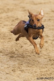 Every-Dog-Race, Gelsenkirchen