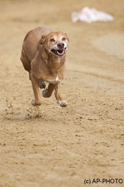 Every-Dog-Race, Gelsenkirchen