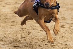 Every-Dog-Race, Gelsenkirchen