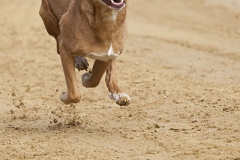 Every-Dog-Race, Gelsenkirchen