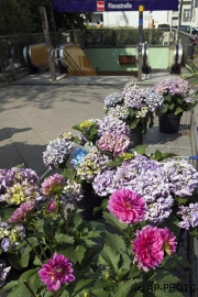 Florastraße