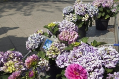 Florastraße