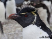 Rock hopper penguin