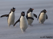 Rock hoppers penguins in sand storm