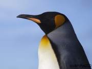 King penguins