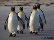 King penguins