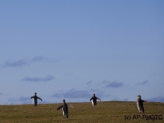 King penguins