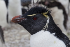 Rock hopper penguin