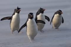 Rock hoppers penguins in sand storm