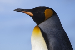 King penguins