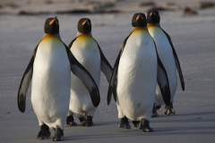 King penguins
