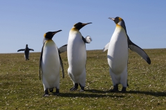 King penguins