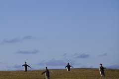 King penguins