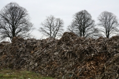 Chopped trees, Otzenrath