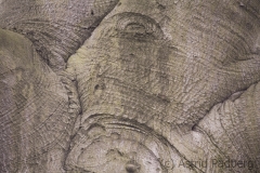 Old beech tree, Otzenrath