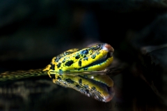 Paraguay-Anakonda; Gelbe Anakonda; Anakonda; Schlangen; yellow a