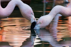 Flamingos