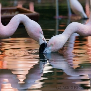 Flamingos