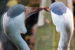 Crane looking into glass