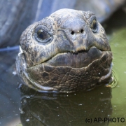 Aldabra giant tortoise, Testudo gigantea