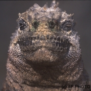 Marine iguana, Tintoreras