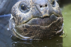 Aldabra giant tortoise, Testudo gigantea