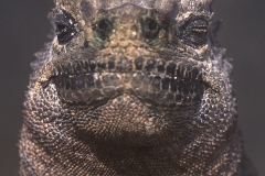 Marine iguana, Tintoreras