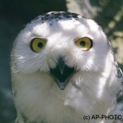 snowy owl; Bubo scandiacus