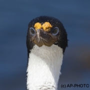 King cormorant