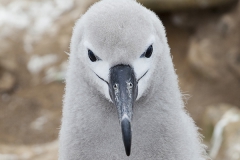 Saunders, The Rookery