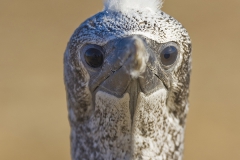 Australasian gannet, Morus serrator, Cape Kidnappers