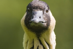 Hawaiian goose, nene