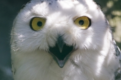 snowy owl; Bubo scandiacus