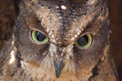 Rainforest Scops Owl