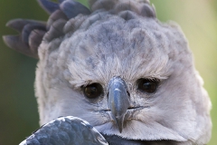harpy eagle; Harpyie; Harpia harpyja