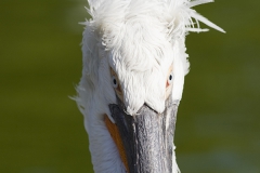 Dalmatian pelican, Pelecanus crispus