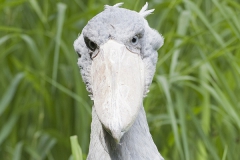 Shoebill, Balaeniceps rex