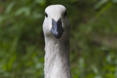 Upland goose, Chloephaga picta