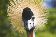 Black crowned crane, Balearica pavonina