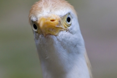 Cattle egret;Bubulcus ibis