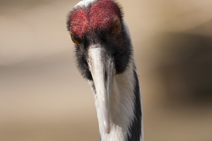 White-naped crane, Grus vipio