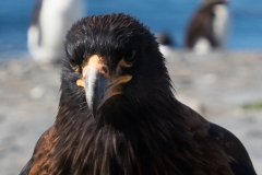 Striated caracara